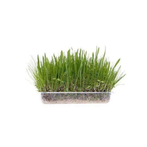 Karlie Soft Grass For Rodents - 60g