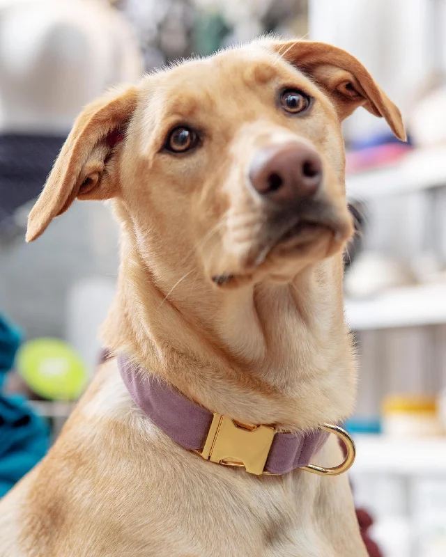 Lilac Velvet Dog Collar (Made in the USA) (FINAL SALE)